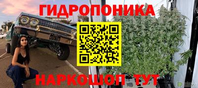 шишки Заволжье
